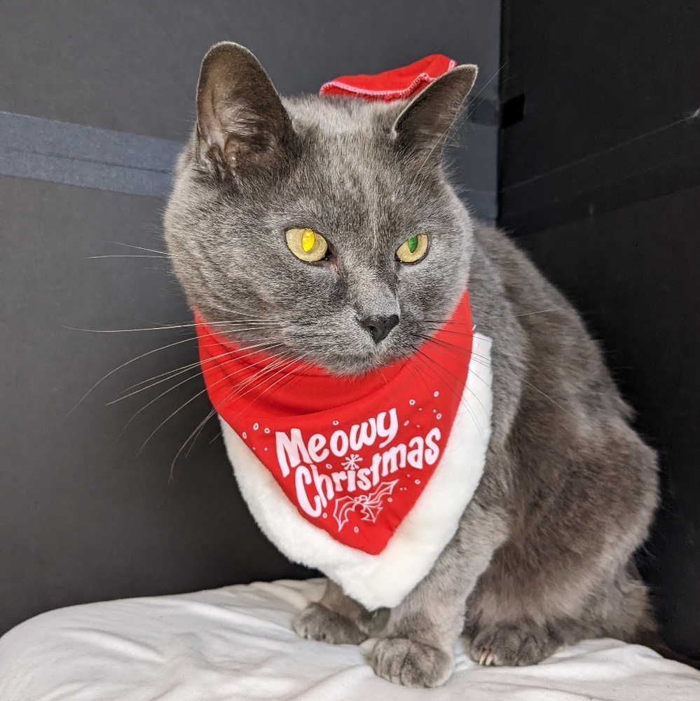🏈 Cat bandana EUC Meowy Christmas red white fur